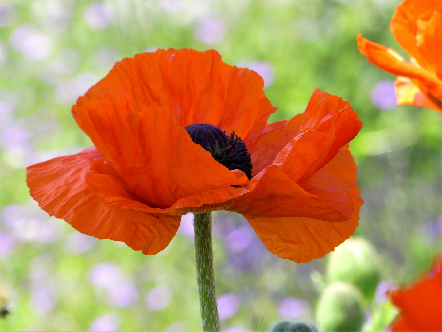 Mohn