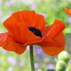 Mohn