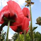 Mohn