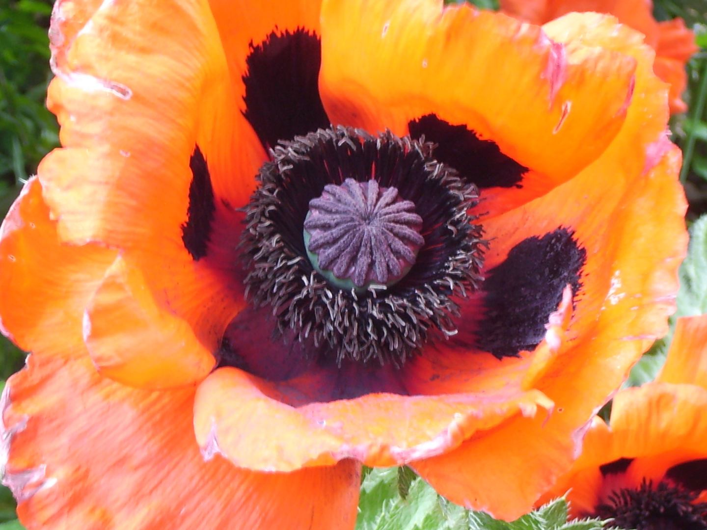 Mohn