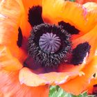 Mohn