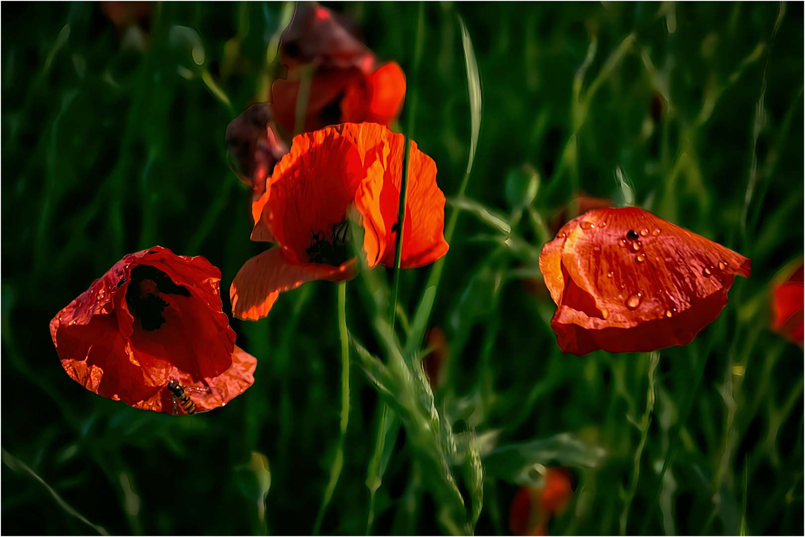 Mohn