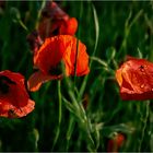 Mohn