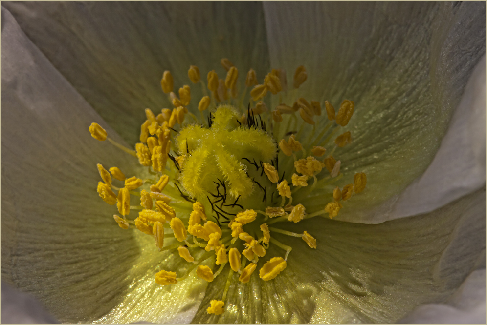 Mohn von EinenNeuenAbschnitt 