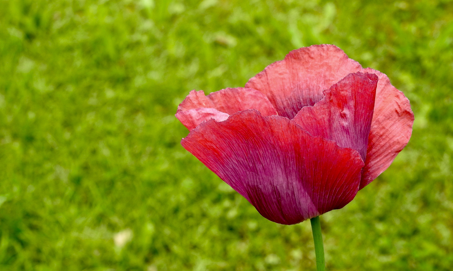 Mohn