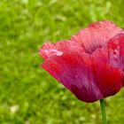 Mohn