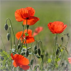 Mohn