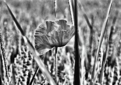 ... mohn   