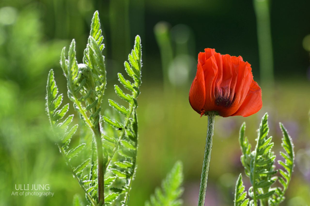 Mohn