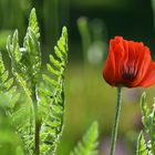 Mohn