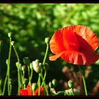 Mohn