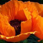 Mohn