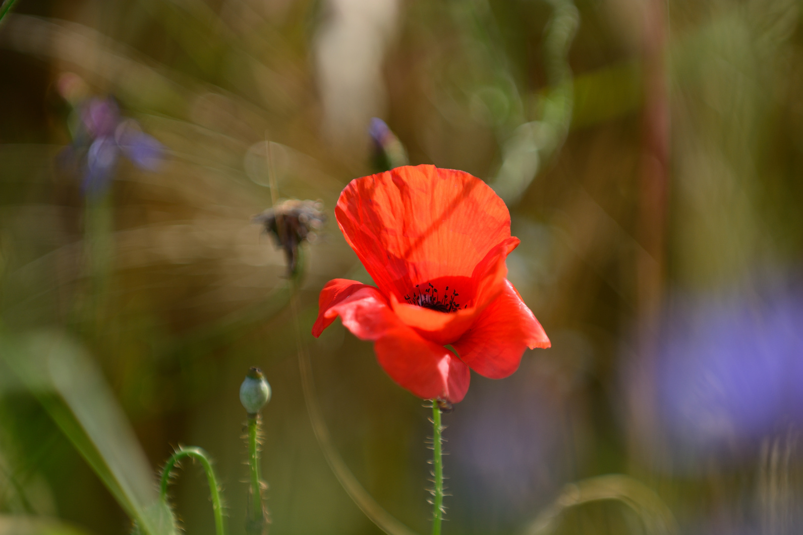 Mohn