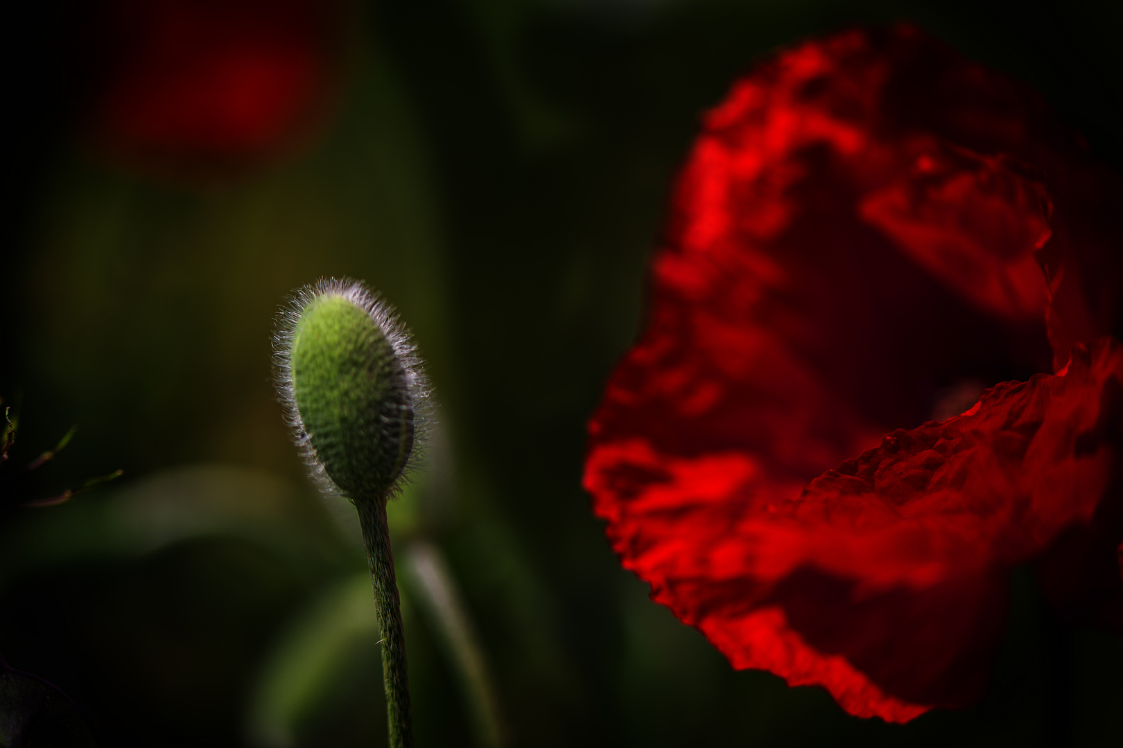 Mohn