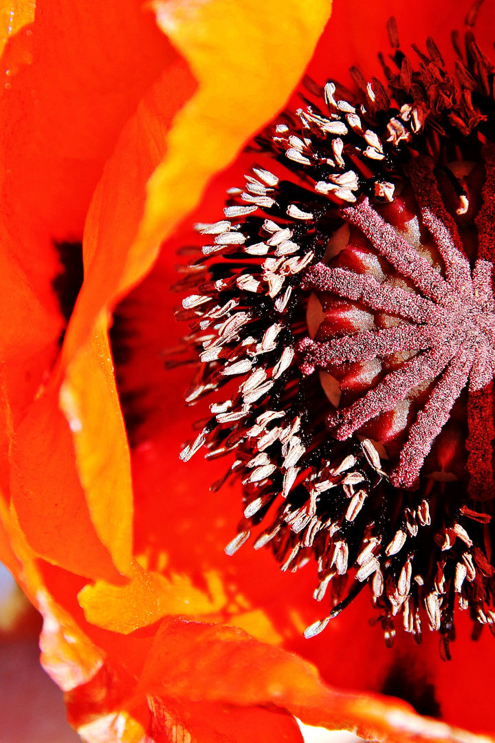 Mohn