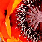 Mohn