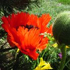 Mohn