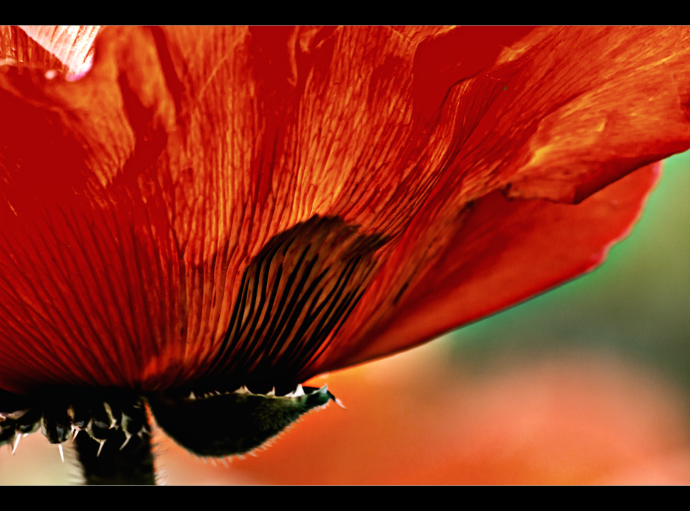 Mohn