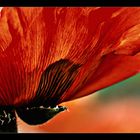 Mohn