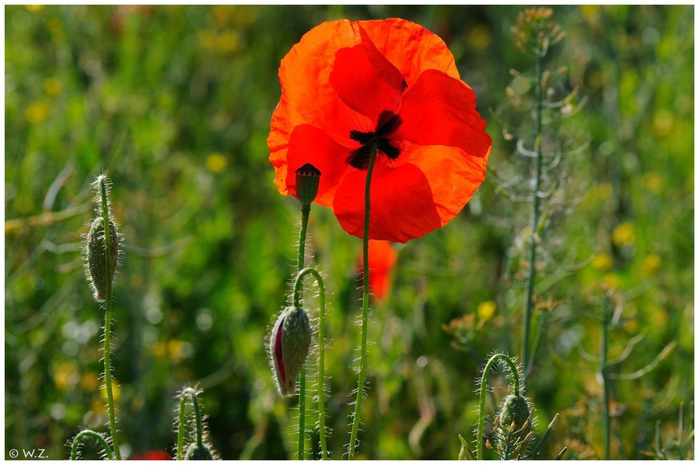 ---- Mohn ----