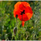 ---- Mohn ----