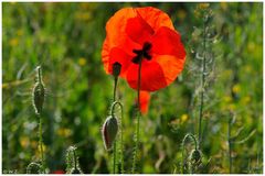 ---- Mohn ----