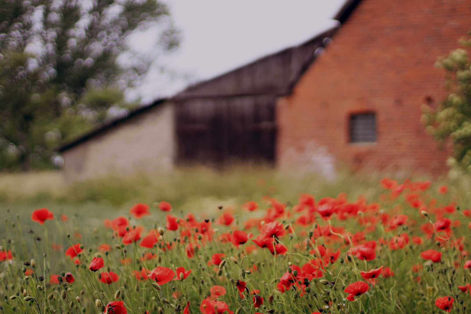 Mohn