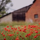 Mohn