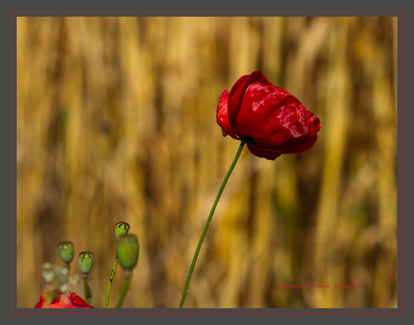 Mohn