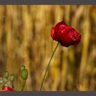 Mohn