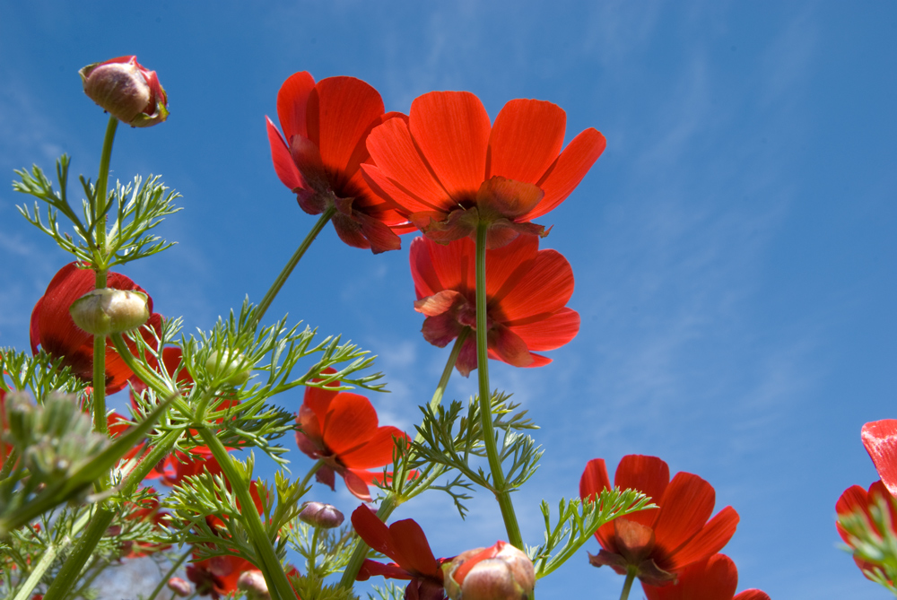 Mohn