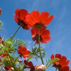 Mohn