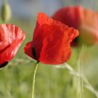 Mohn