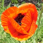 Mohn