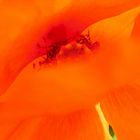 Mohn