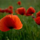 Mohn