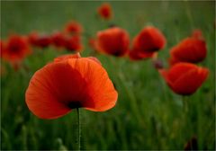 Mohn