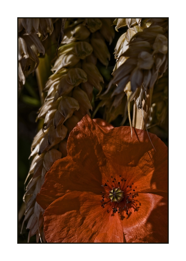 Mohn