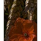 Mohn