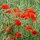 Mohn .....