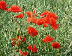 Mohn .....