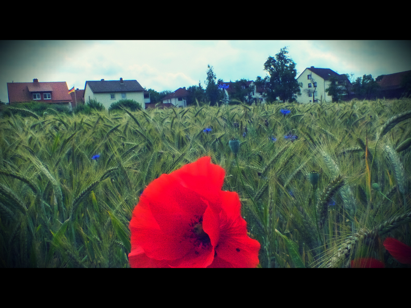 Mohn