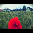 Mohn