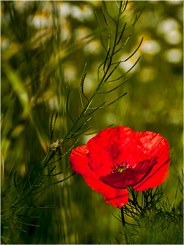 Mohn