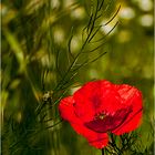 Mohn