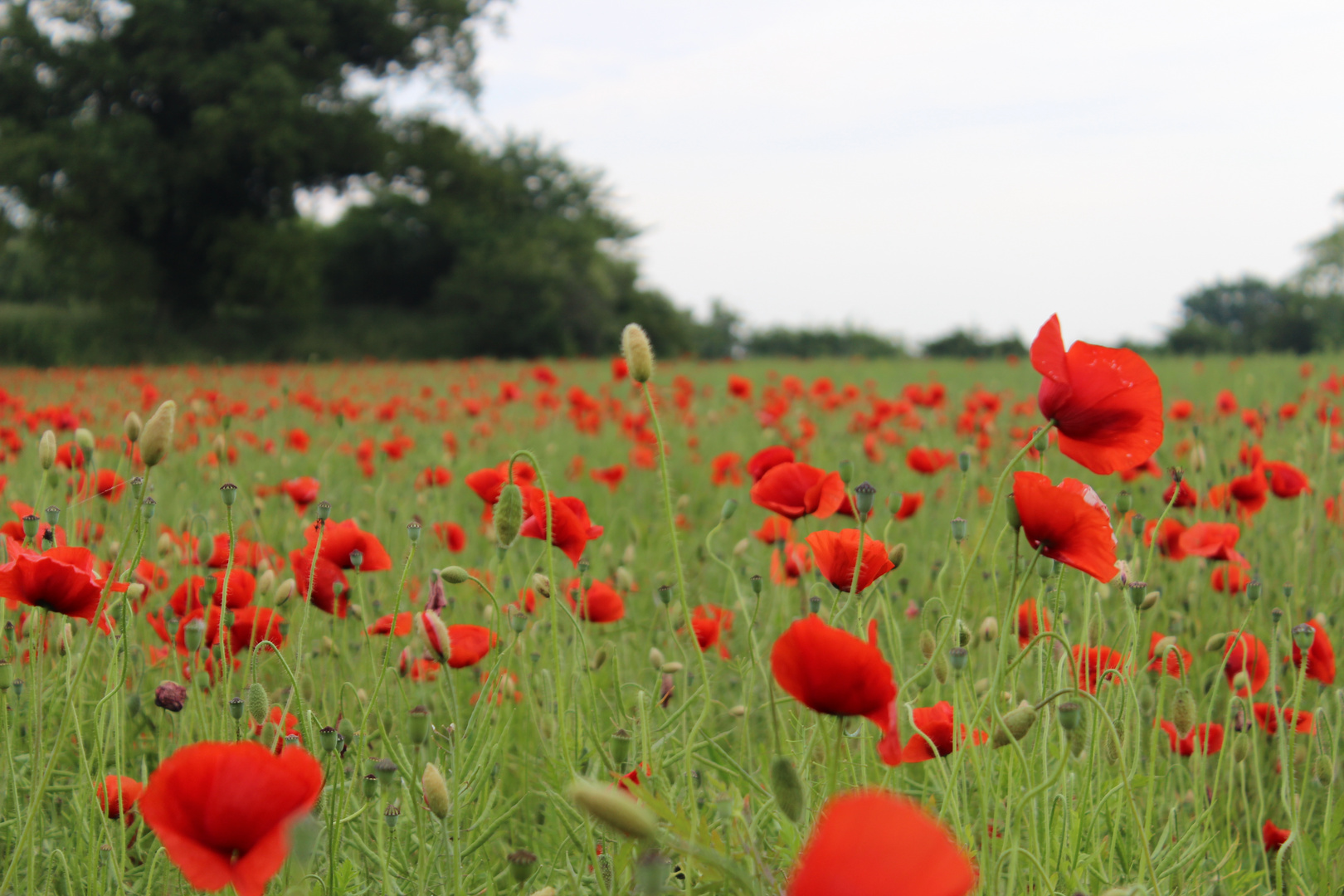 Mohn