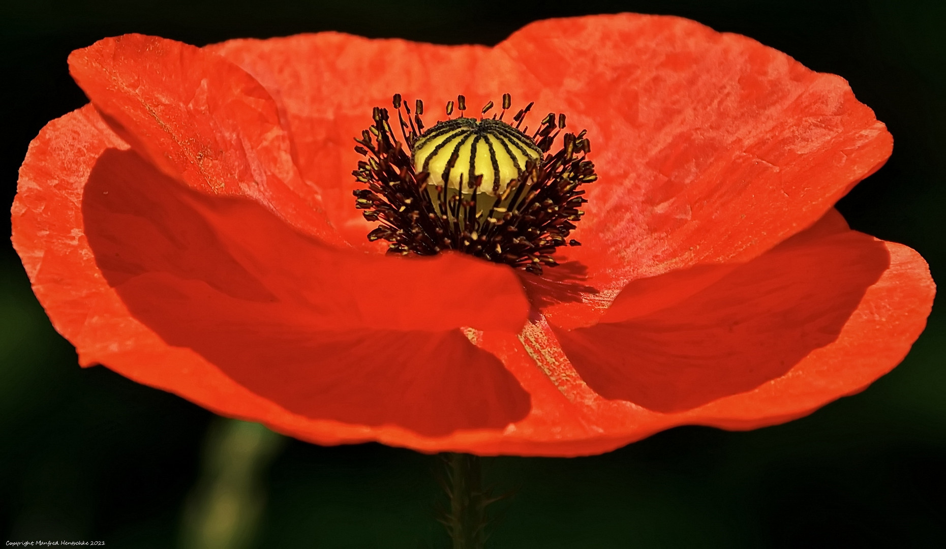 Mohn 