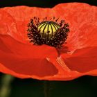 Mohn 