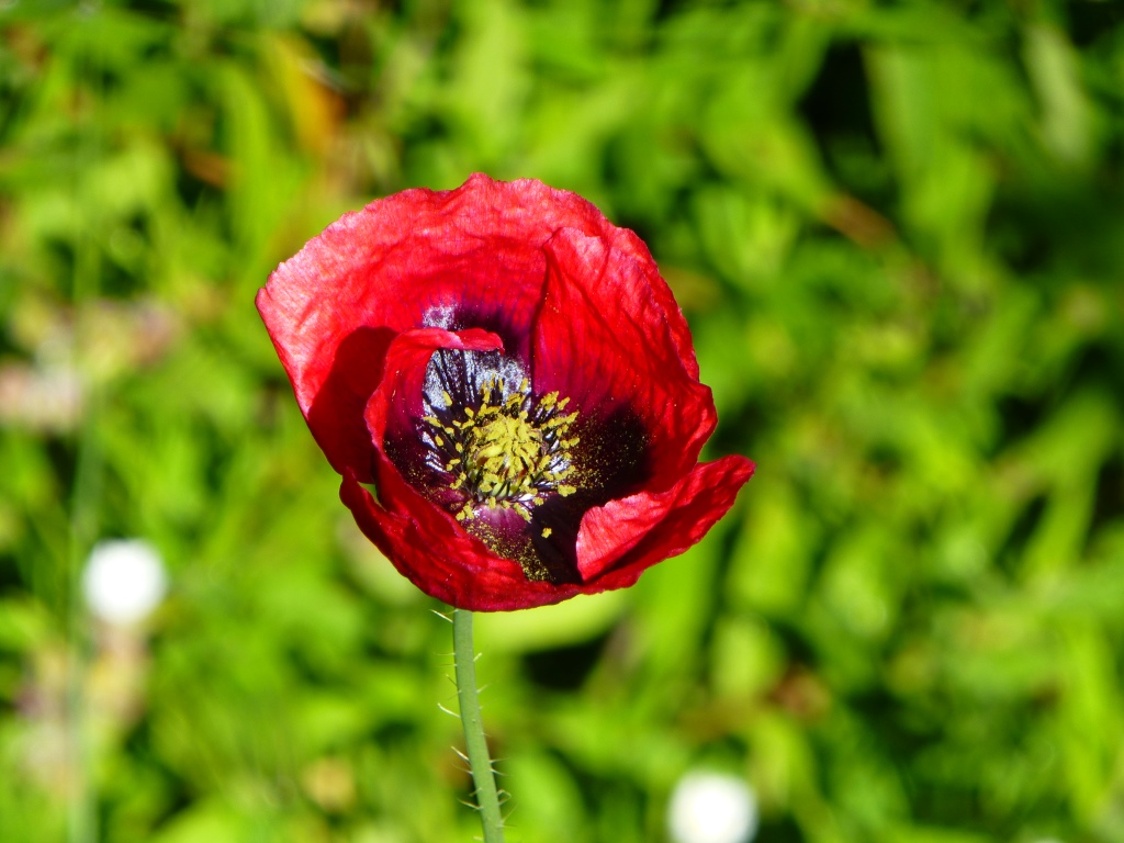 Mohn