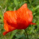 Mohn